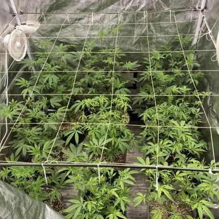 Animorph Mints ‘My Keeper Cut’