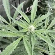 Atomic Jelly (In House Genetics)