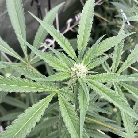 Atomic Jelly (In House Genetics)