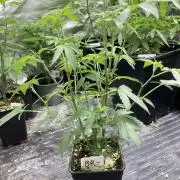 Black Rainbow (LIT Farms)