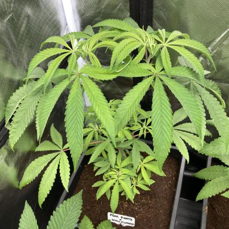 Pink Runtz x Hollywood (Cookies)