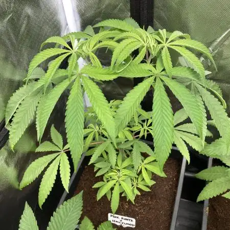 Pink Runtz x Hollywood (Cookies)