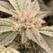 CN#2 Clones (Relentless Genetics)