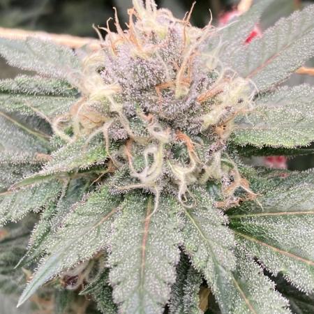 Blackcherry Punch Clones (In House Gen)