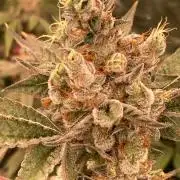 Jelly Breath S1 (In House Genetics)