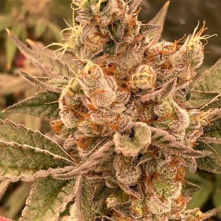 Jelly Breath S1 (In House Genetics)
