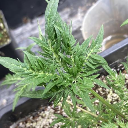 Frosty’s Purple Freak (Khalifa)