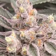 Atomic Jelly (In House Genetics)