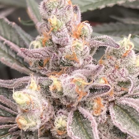 Atomic Jelly (In House Genetics)