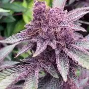 Colorado Nightshifter (Relentless)