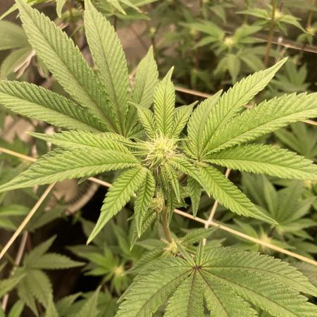 Animorph Mints ‘My Keeper Cut’