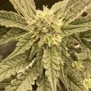 Rainbow Marker #4 (LIT Farms)