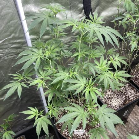 GasQuake (In House Genetics)