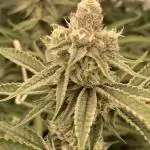 Sugoi Zushi (In House Genetics)