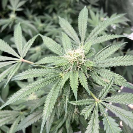Strawberry Ak (Serious Seeds)