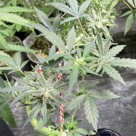 Double Smile (Mephisto Genetics)