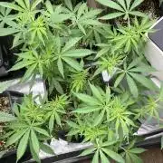Strawberry Ak (Serious Seeds)