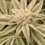 Pink Runtz x Hollywood (Cookies)