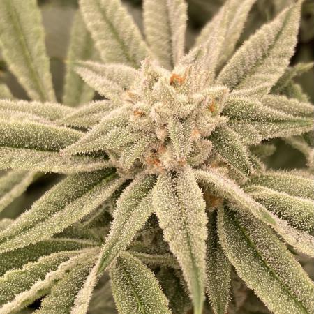 Pink Runtz x Hollywood (Cookies)