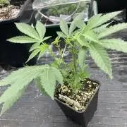 Black Rainbow (LIT Farms)