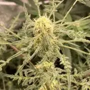 Frosty’s Purple Freak (Khalifa)