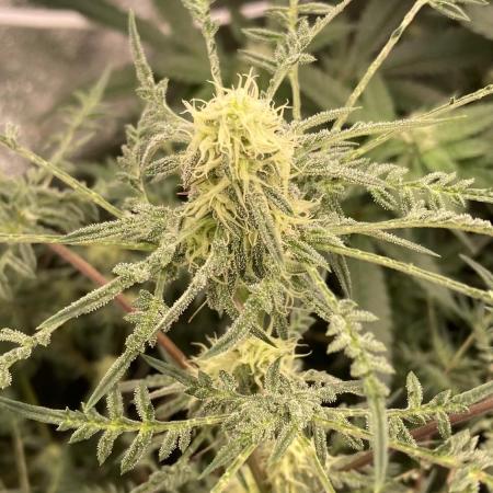 Frosty’s Purple Freak (Khalifa)