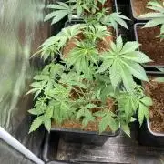 Trich Beast (Solfire Gardens)