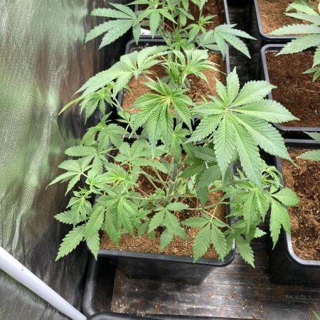 Trich Beast (Solfire Gardens)