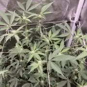 Gas Cream Runtz Clones (LIT Farms)