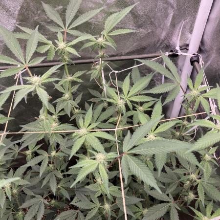 Gas Cream Runtz Clones (LIT Farms)