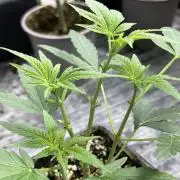 Black Rainbow (LIT Farms)