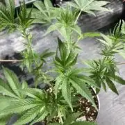 GasQuake (In House Genetics)