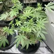 Strawberry Ak (Serious Seeds)