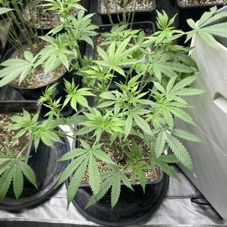 Strawberry Ak (Serious Seeds)