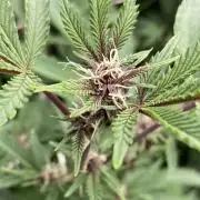 Colorado Nightshifter (Relentless)