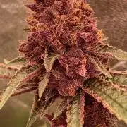 Pora’s Purple CN#6 (Relentless Genetics)