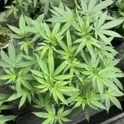Black Rainbow (LIT Farms)