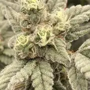 Gas Cream Runtz Clones (LIT Farms)