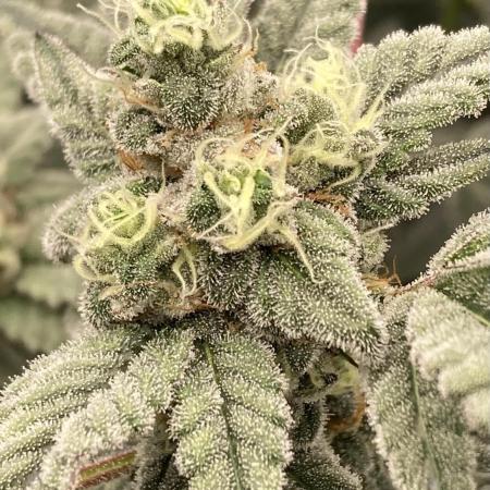 Gas Cream Runtz Clones (LIT Farms)