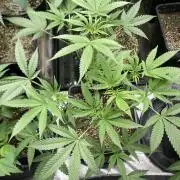 BlackCherry Punch (In House Genetics)