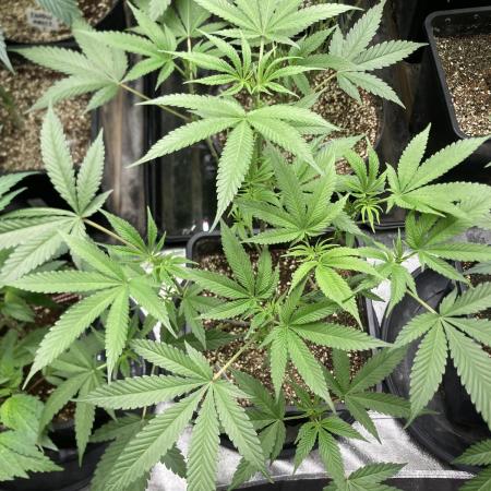 BlackCherry Punch (In House Genetics)