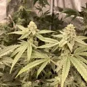 Apples & Bananas x Zoda (Umami Seed Co)