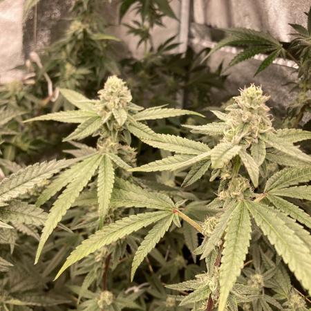 Apples & Bananas x Zoda (Umami Seed Co)