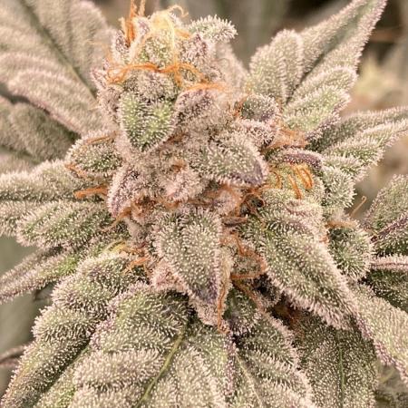 Gas Cream Runtz Clones (LIT Farms)