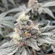 Zoy Sauce Clones (my Cut)
