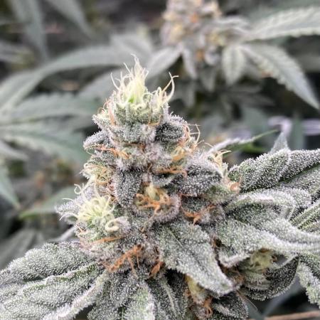 Zoy Sauce Clones (my Cut)
