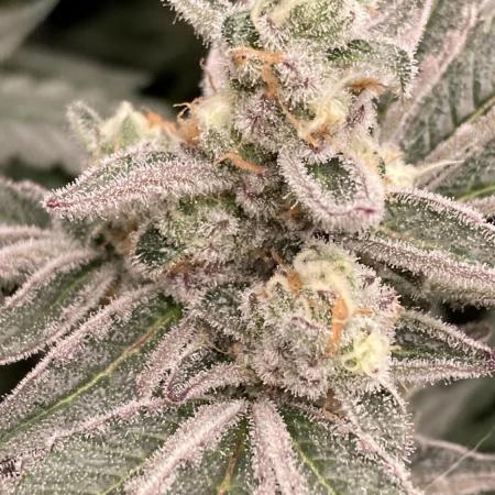 Atomic Jelly (In House Genetics)