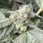 Rainbow Marker #2 (LIT Farms)