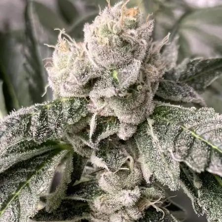 Chrome Dome (Compound Genetics)