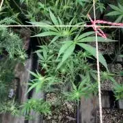 Blackcherry Punch Clones (In House Gen)
